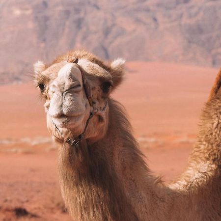 Hidden Wadi Rum Camp Экстерьер фото