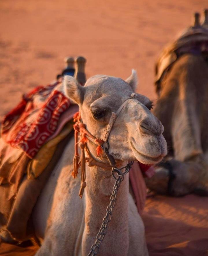 Hidden Wadi Rum Camp Экстерьер фото