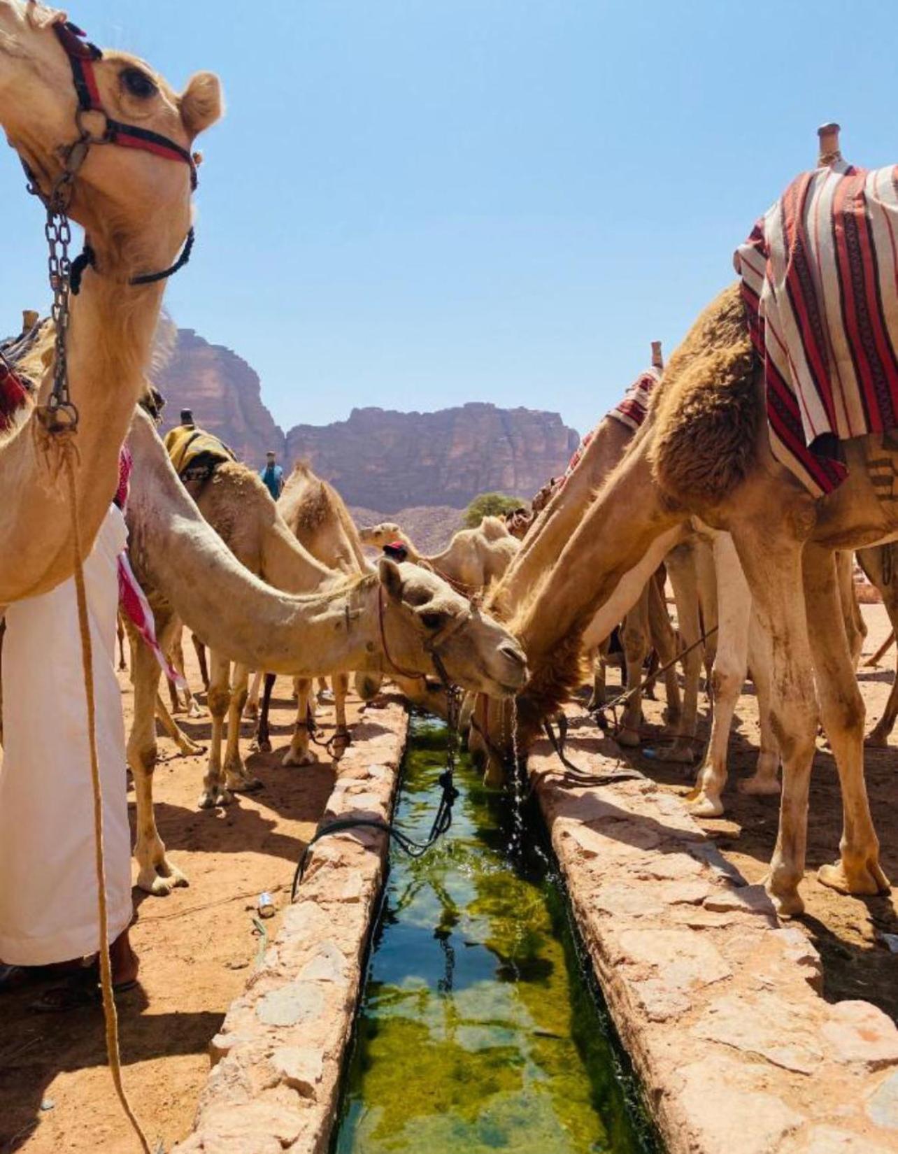 Hidden Wadi Rum Camp Экстерьер фото